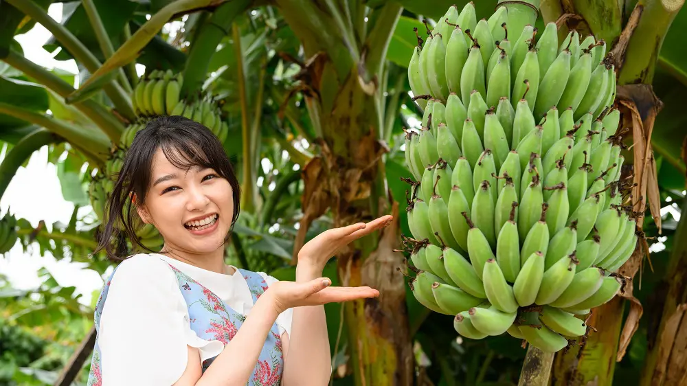 桜井日奈子「こんなバナナ初めて！」 沖縄県うるま市で幻のフルーツ