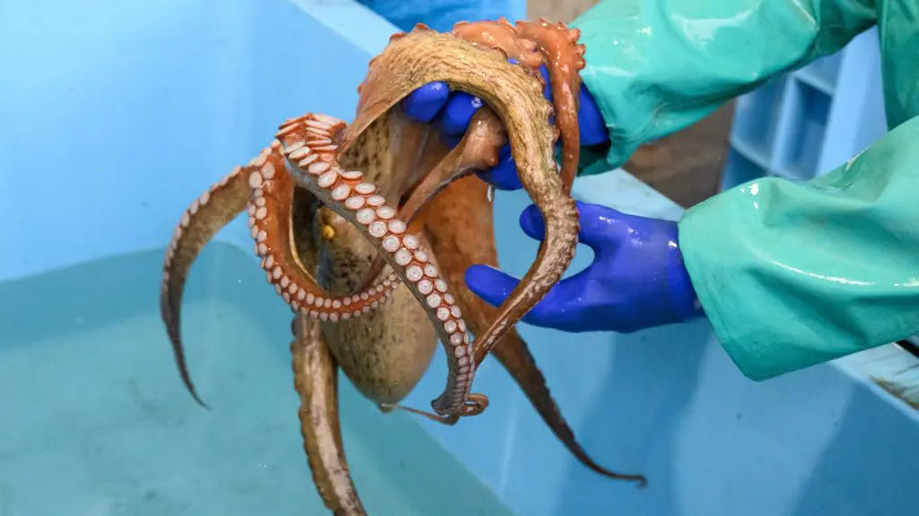 千葉県いすみ市の最高級ブランドタコ『太東・大原産真蛸』「海のうま味 