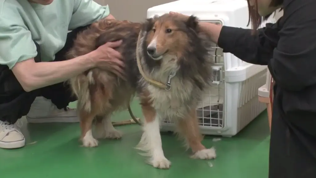 相葉 雅紀 ストア シャンプー