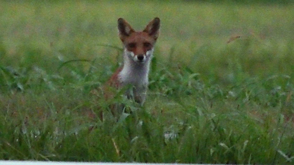 松島のカメラで捉えたシロちゃん