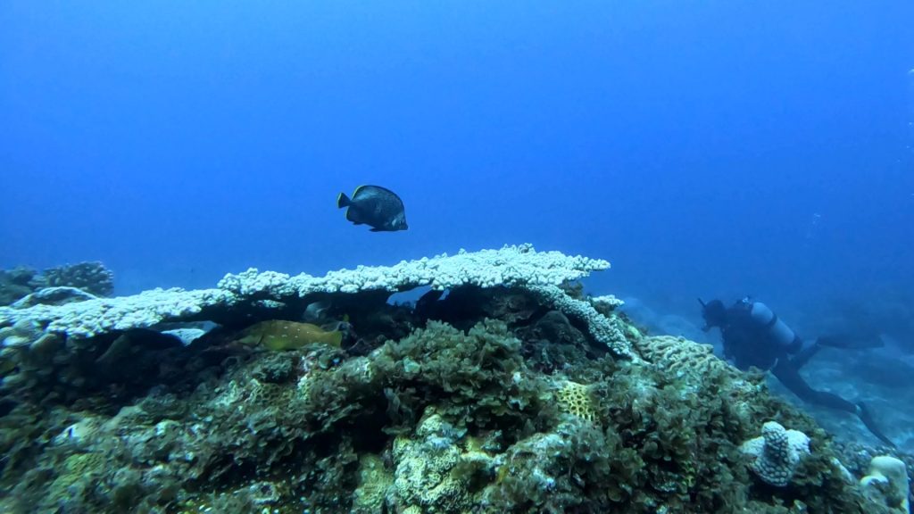 世界遺産・小笠原の海の固有種であるユウゼン