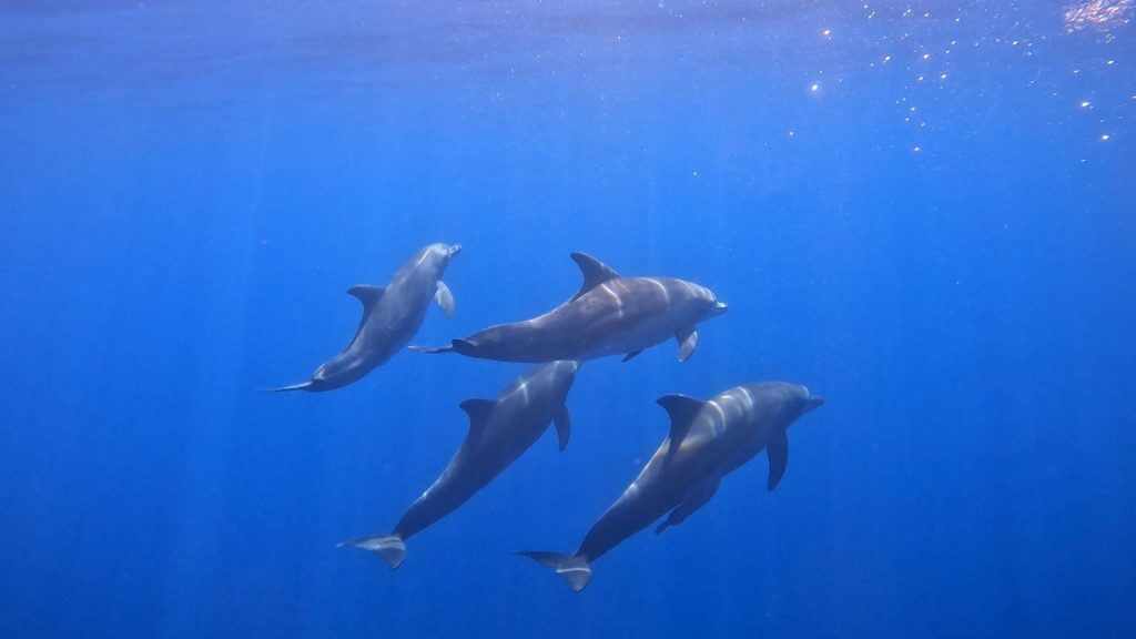 小笠原の海を泳ぐミナミハンドウイルカ