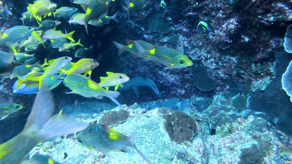 世界遺産・小笠原の海を泳ぐ魚たち