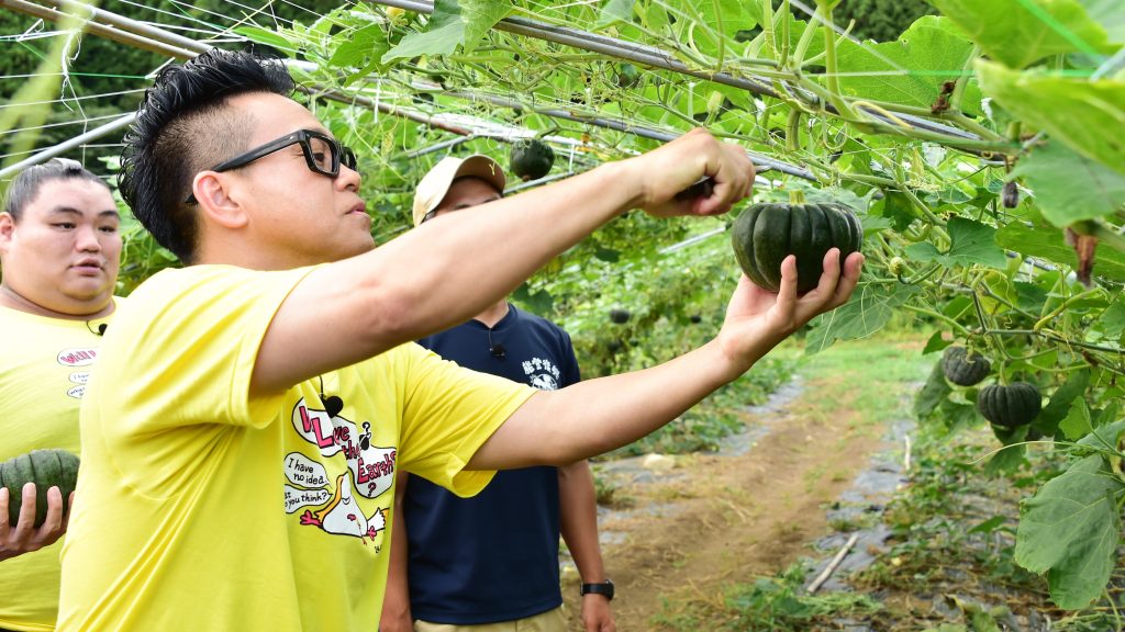 宮川大輔かぼちゃ収穫